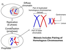 Diagram of the cell cycle with phases labeled