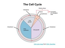 Stages of mitosis with diagrams and micrographs