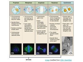Diagram of cell cycle control checkpoints
