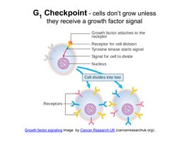 G1 checkpoint and growth factor signaling