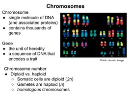 Karyotype showing homologous chromosomes