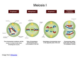 Stages of Meiosis I