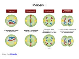 Stages of Meiosis II