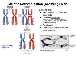 Crossing over during meiosis
