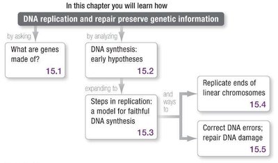 Chapter overview: DNA replication and repair preserve genetic information