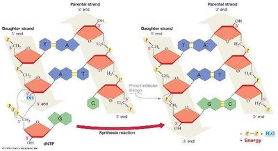 DNA synthesis reaction