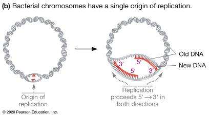 Bacterial chromosomes: single origin of replication