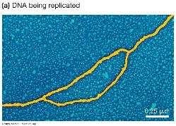 DNA being replicated (micrograph)