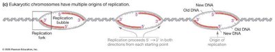 Eukaryotic chromosomes: multiple origins of replication