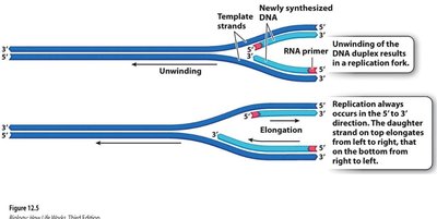 Synthesis of leading strand