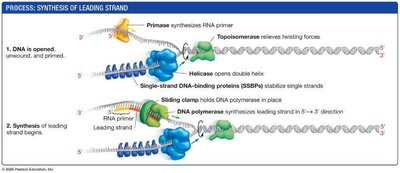 Replication fork: leading and lagging strand synthesis