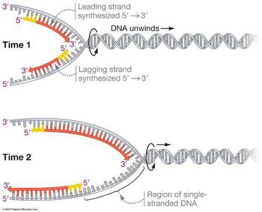 Synthesis of lagging strand: Okazaki fragments