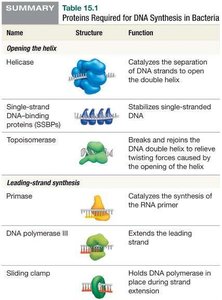 Proteins required for DNA synthesis in bacteria (part 1)