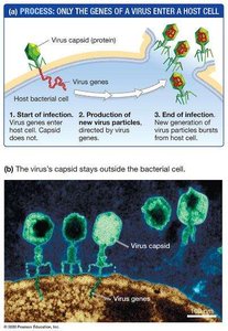 Hershey-Chase experiment: Only the genes of a virus enter a host cell