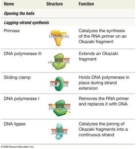 Proteins required for DNA synthesis in bacteria (part 2)