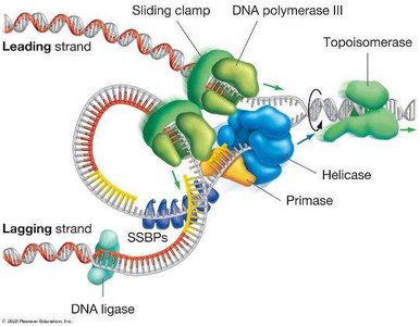 Replisome: DNA replication complex