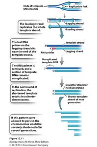 End-replication problem: chromosome shortening