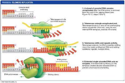 Telomere replication process
