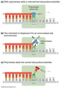 DNA polymerase proofreading activity