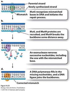 Mismatch repair process