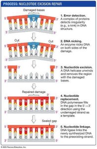 Nucleotide excision repair process
