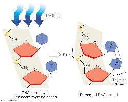 UV-induced thymine dimer formation
