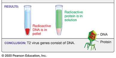Hershey-Chase experiment results: Radioactive DNA is in pellet, protein in solution