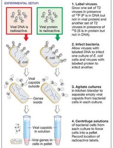 Hershey-Chase experimental setup