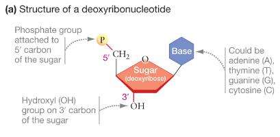 Structure of a deoxyribonucleotide