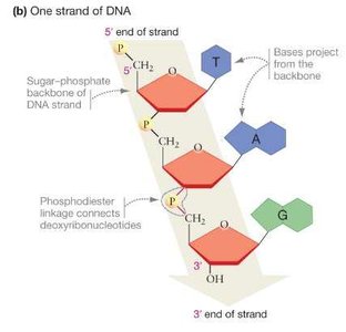 One strand of DNA