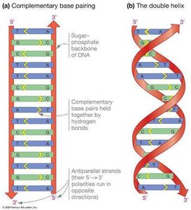 Complementary base pairing and the double helix