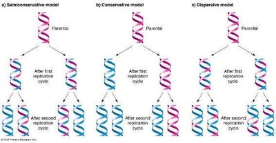 Models of DNA replication: semiconservative, conservative, dispersive