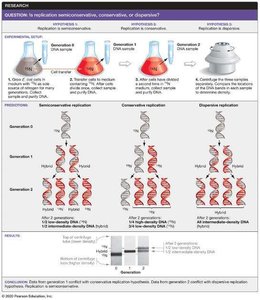 Meselson-Stahl experiment: Testing DNA replication models