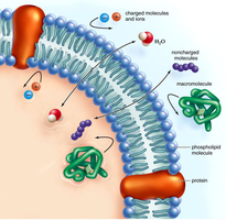 Diagram showing the selective permeability of the plasma membrane, with various molecules crossing or being blocked