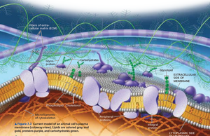 Current model of an animal cell's plasma membrane showing proteins, lipids, and carbohydrates