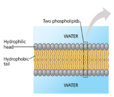 Diagram of a phospholipid bilayer showing hydrophilic heads and hydrophobic tails