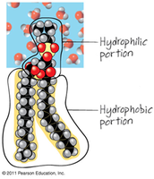 Molecular structure of a phospholipid showing hydrophilic and hydrophobic portions