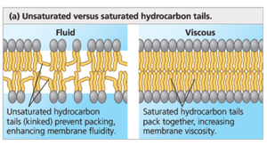 Comparison of unsaturated (fluid) and saturated (viscous) hydrocarbon tails in the membrane