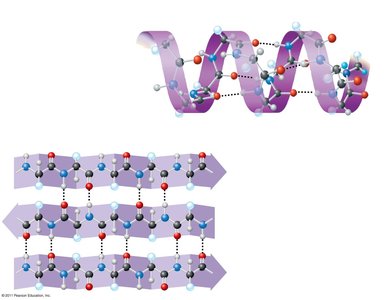 Secondary structure: α helix and β pleated sheet
