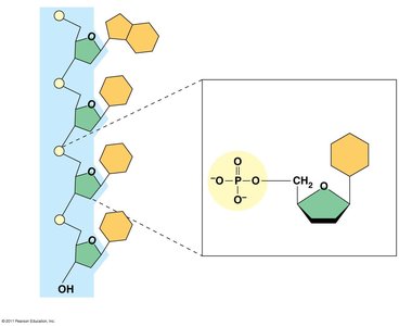 Components of nucleic acids