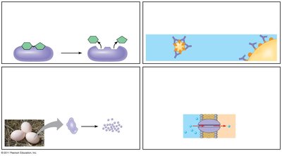 Overview of protein functions