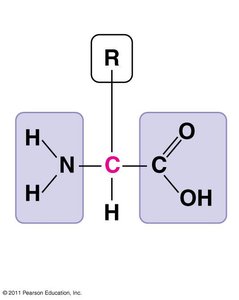 General structure of an amino acid