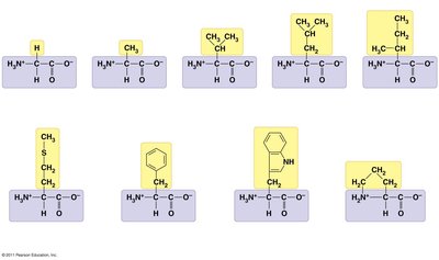 Nonpolar amino acids