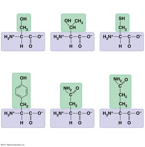 Polar amino acids