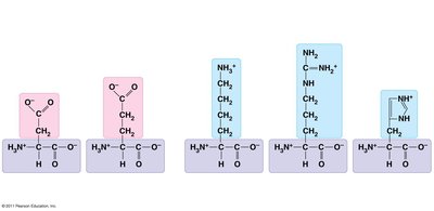 Electrically charged amino acids