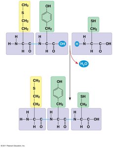 Formation of peptide bond