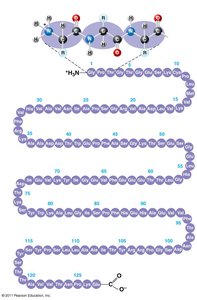 Primary structure of a polypeptide