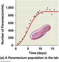 Logistic growth in Paramecium