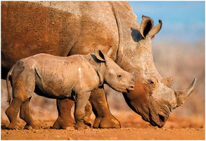 White rhinoceros, an example of a species with low reproductive rate
