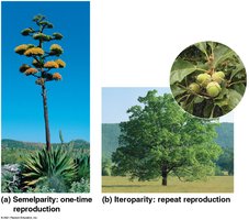 Semelparity and iteroparity examples